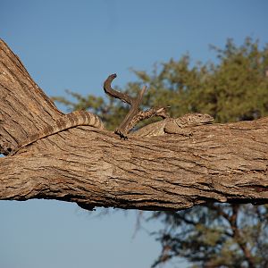 Monitor Lizard