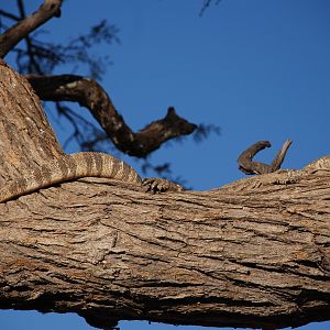 Monitor Lizard