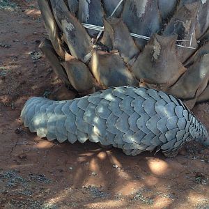 Giant Pangolin