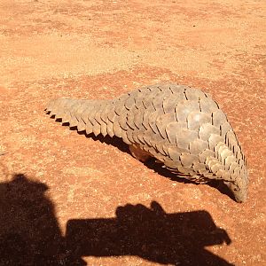 Giant Pangolin