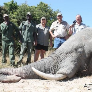 Elephant Namibia