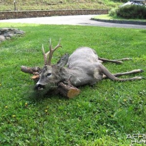 Roe Deer hunt in Bulgaria