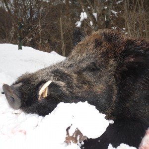 Boar hunt in Bulgaria