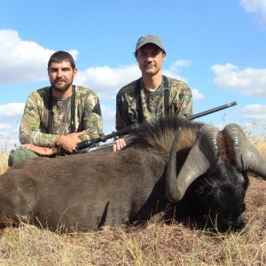 Black Wildebeest