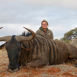 Blue Wildebeest hunt with Wintershoek Johnny Vivier Safaris