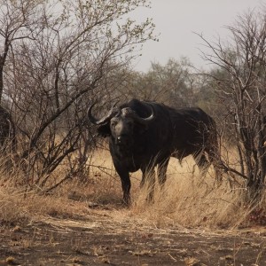 Hwange - Robins Camp Bulls