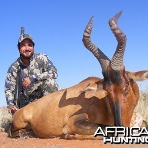 Red Hartebeest hunt with Wintershoek Johnny Vivier Safaris