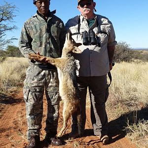 Jackal hunt with Wintershoek Johnny Vivier Safaris