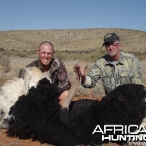 Ostrich hunt with Wintershoek Johnny Vivier Safaris