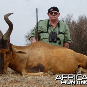 Red Hartebeest hunt with Wintershoek Johnny Vivier Safaris