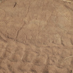 Elephant track