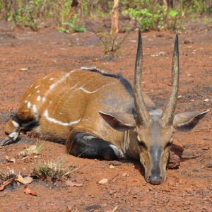 Harnessed Bushbuck