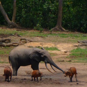 Forest Elephant and Buffalo