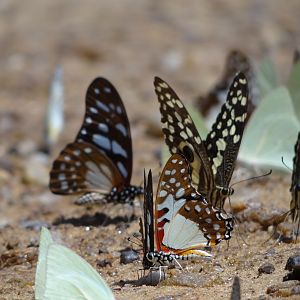 Butterflies