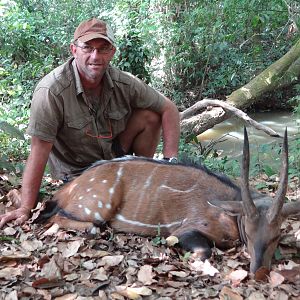 Harnessed Bushbuck