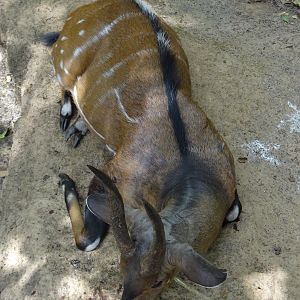 Harnessed Bushbuck