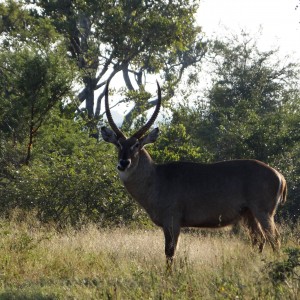 Waterbuck