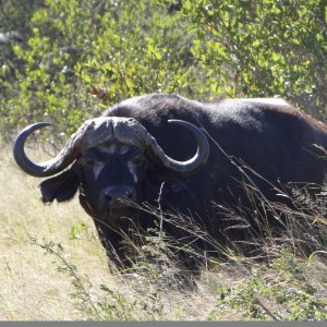 Buffalo