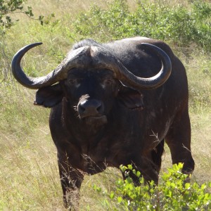 Buffalo