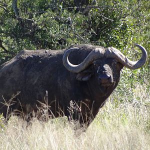 Buffalo