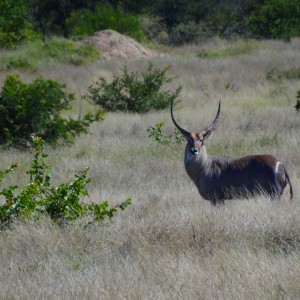 Waterbuck