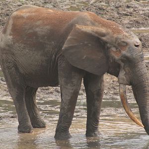 Forest Elephant