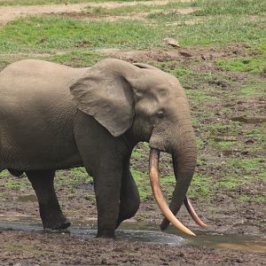 Forest Elephant