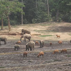 Forest Elephant and Bongo