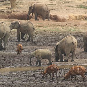 Forest Elephant and Bongo