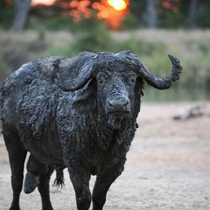 Buffalo