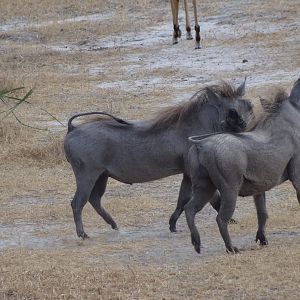 Warthog fight Tanzania