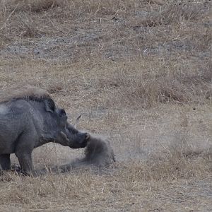 Warthog fight Tanzania