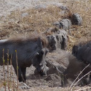 Warthog fight Tanzania