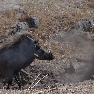 Warthog fight Tanzania