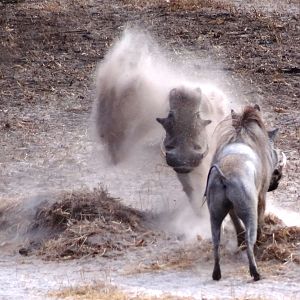 Warthog fight Tanzania