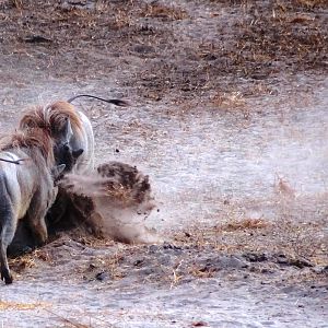 Warthog fight Tanzania