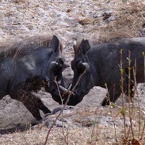 Warthog fight Tanzania