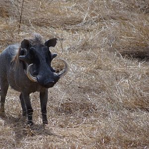 Warthog Tanzania