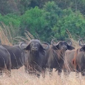 Buffalo Tanzania