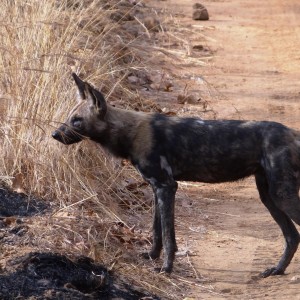 Wild Dog Selous Tanzania