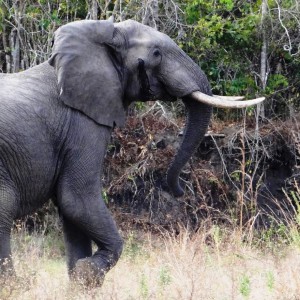 Elephant Tanzania