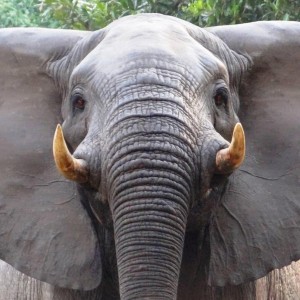 Elephant Tanzania