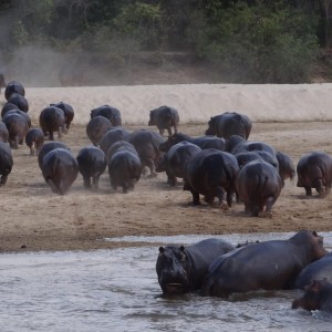 Hippo Tanzania