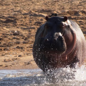 Hippo Tanzania