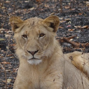 Lion Tanzania