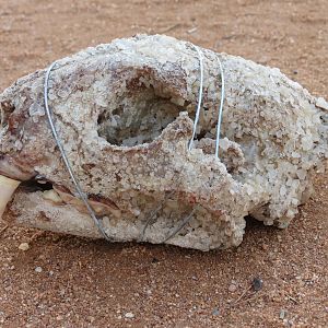 Leopard Skull