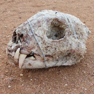 Leopard Skull