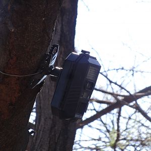 Trail camera in tree Namibia