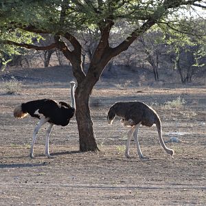 Ostrich Namibia