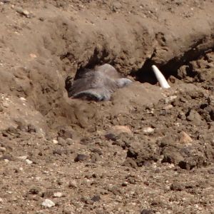 Warthog in hole Namibia